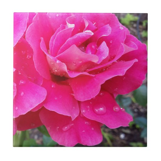 雨の雫が花弁に落ちる タイル (正面)