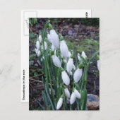 雨はがき内の雪だるま ポストカード (正面/裏面)