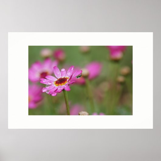 雨一滴の美しい花ポスター ポスター (正面)