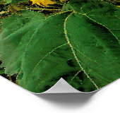 雨威厳がある、ひまわり、プリント ポスター (角)