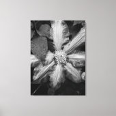 雨後のクレマティスの白黒の写真 キャンバスプリント (正面)