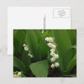 雨後のコバンソウ ポストカード (正面/裏面)