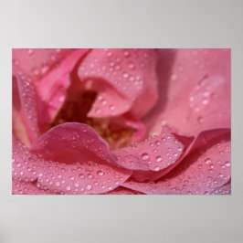 雨後のバラの花びら 写真 ポスター