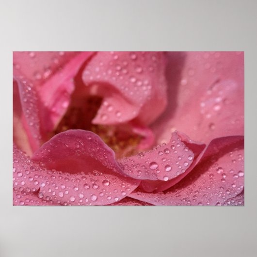 雨後のバラの花びら 写真 ポスター (正面)