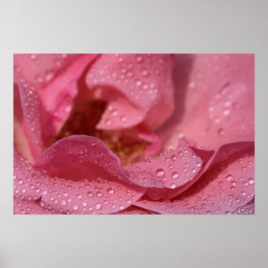 雨後のバラの花びら 写真 ポスター (正面)