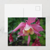 雨後のワルワリナ ポストカード (正面/裏面)