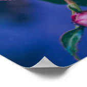 雨後の牡丹の花 ポスター (角)