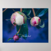 雨後の牡丹の花 ポスター (正面)