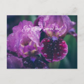 雨後の紫色のアイリス ポストカード (正面)