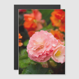 雨後の繊細なピンクの花