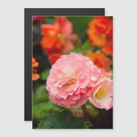 雨後の繊細なピンクの花 (正面/裏面)