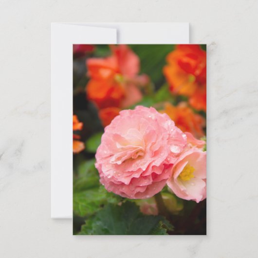 雨後の繊細なピンクの花 (正面)