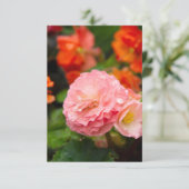 雨後の繊細なピンクの花 (スタンド正面)