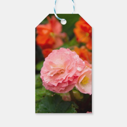 雨後の繊細なピンクの花 ギフトタグ (正面)