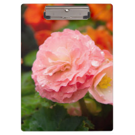 雨後の繊細なピンクの花 クリップボード