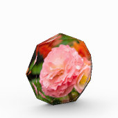 雨後の繊細なピンクの花 フォトブロック (左)