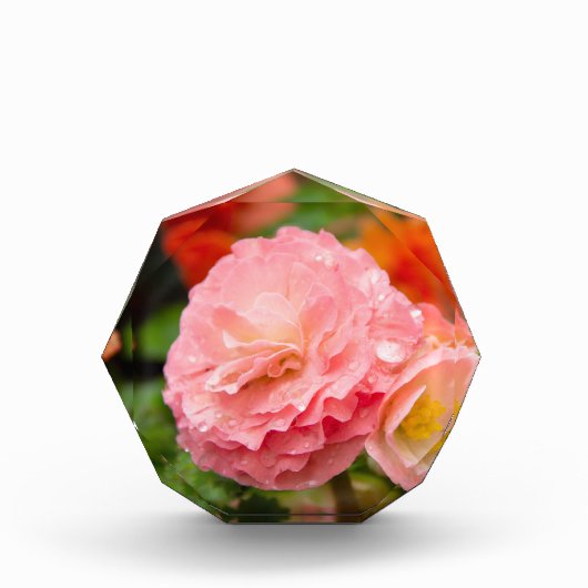 雨後の繊細なピンクの花 フォトブロック (正面)