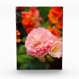 雨後の繊細なピンクの花 フォトブロック