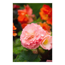 雨後の繊細なピンクの花 フォトプリント           