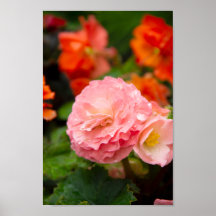 雨後の繊細なピンクの花