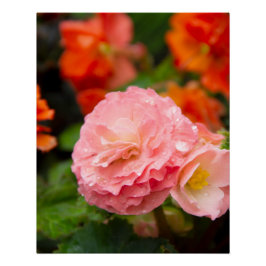 雨後の繊細なピンクの花 ポスター