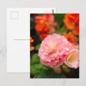 雨後の繊細なピンクの花 ポストカード (正面/裏面)