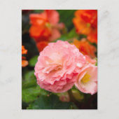 雨後の繊細なピンクの花 ポストカード (正面)