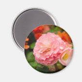 雨後の繊細なピンクの花 マグネット (正面/裏面)