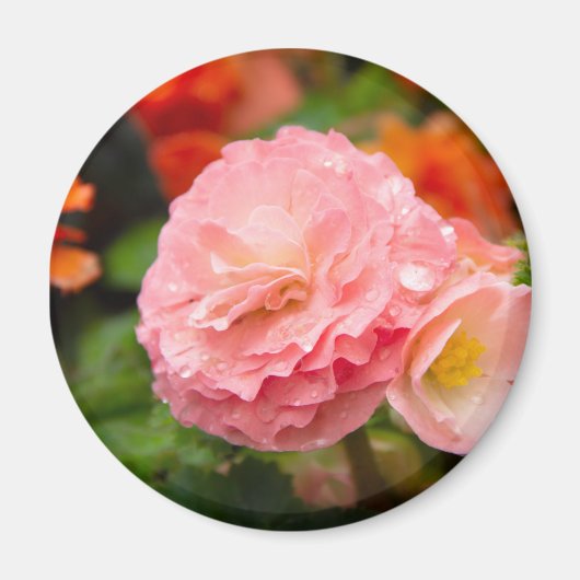 雨後の繊細なピンクの花 マグネット (正面)