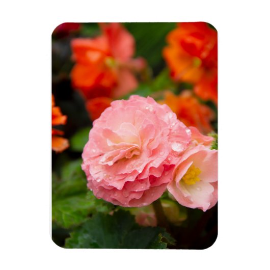 雨後の繊細なピンクの花 マグネット (縦)