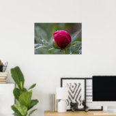 雨後の芍薬のつぼみの写真ポスター ポスター (ホームオフィス)