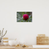 雨後の芍薬のつぼみの写真ポスター ポスター (キッチン)