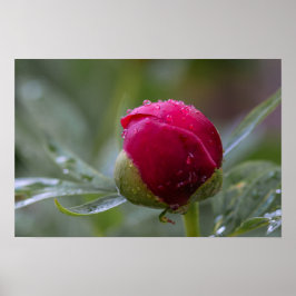 雨後の芍薬のつぼみの写真ポスター ポスター