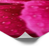 雨後の芍薬の花の写真のポスター ポスター (角)