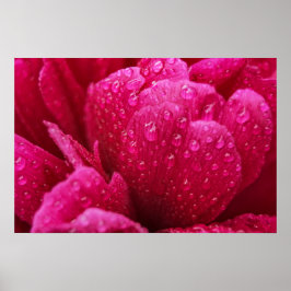 雨後の芍薬の花の写真のポスター ポスター