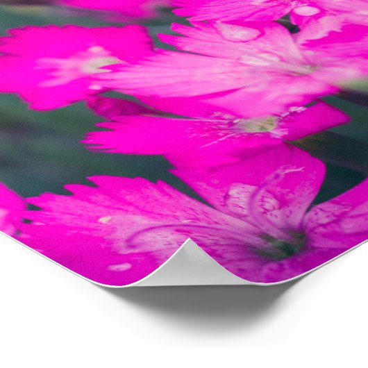 雨後の野生のカーネーション ポスター (角)