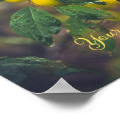 雨後の黄色い梅 ポスター (角)