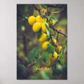 雨後の黄色い梅 ポスター (正面)