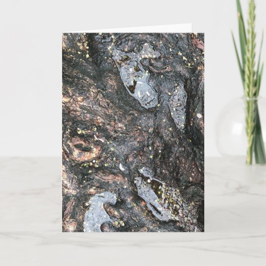 雨日ツリールーツパドル自然撮影 カード (正面)