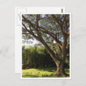 雨木の下 ポストカード (正面/裏面)