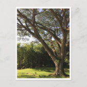 雨木の下 ポストカード (正面)