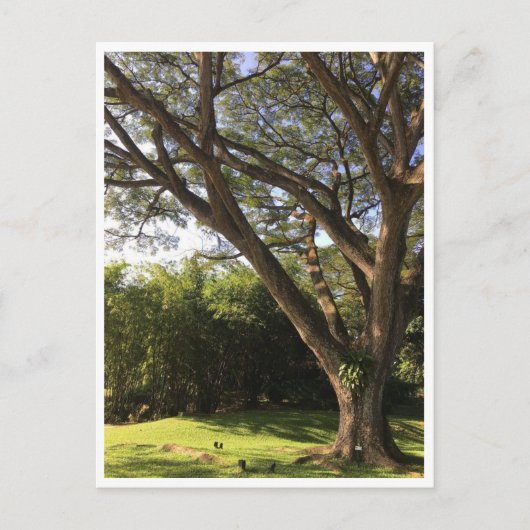 雨木の下 ポストカード (正面)