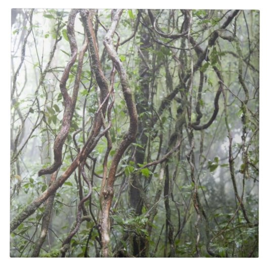 雨林でねじれるつる植物および枝 タイル (正面)