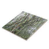 雨林でねじれるつる植物および枝 タイル (側面)