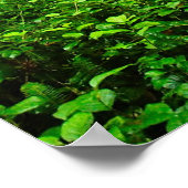 雨林の果てしないトレイル、木々と物語 ポスター (角)