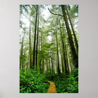 雨林の果てしないトレイル、木々と物語 ポスター