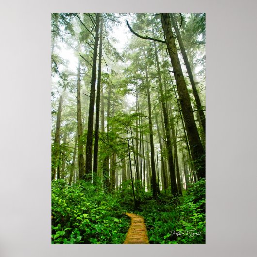 雨林の果てしないトレイル、木々と物語 ポスター (正面)