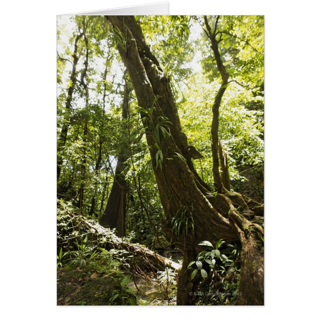 雨林の眺め、ドミニカ (正面)