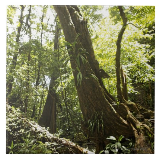 雨林の眺め、ドミニカ タイル (正面)