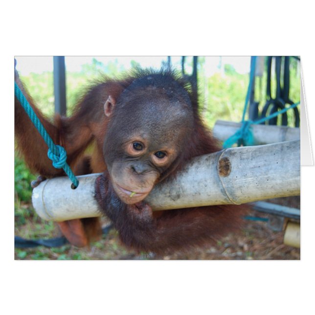雨林は野性生物のベビーの聖域で空想にふけります (正面横)